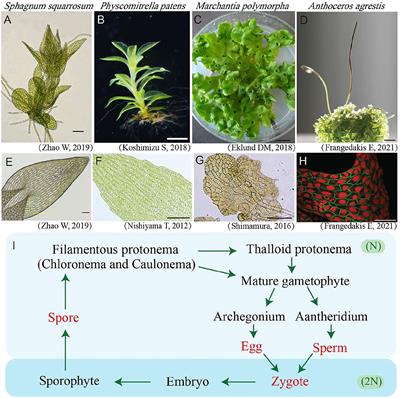 Vacuoles in Bryophytes: Properties, Biogenesis, and Evolution